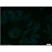SGK3 Rabbit Polyclonal Antibody (12699-1-AP)