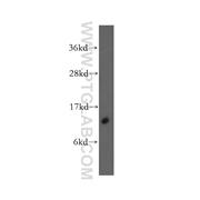 DDT Rabbit Polyclonal Antibody (12389-1-AP)