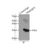 HDGFRP3 Rabbit Polyclonal Antibody (12380-1-AP)