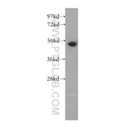 MINA Rabbit Polyclonal Antibody (12214-1-AP)
