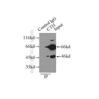 CTH Rabbit Polyclonal Antibody (12217-1-AP)