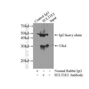 SULT1E1 Rabbit Polyclonal Antibody (12522-1-AP)