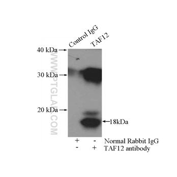 TAF12 Rabbit Polyclonal Antibody (12353-1-AP)