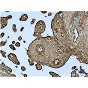 UCN2 Rabbit Polyclonal Antibody (12198-1-AP)