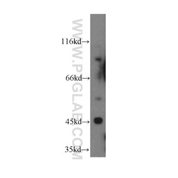 ICAM5 Rabbit Polyclonal Antibody (12759-1-AP)