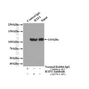 RTF1 Rabbit Polyclonal Antibody (12170-1-AP)