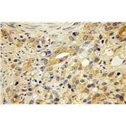 EDF1 Rabbit Polyclonal Antibody (12419-1-AP)