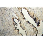 CRYM Rabbit Polyclonal Antibody (12495-1-AP)