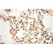 MAT1A Rabbit Polyclonal Antibody (12395-1-AP)