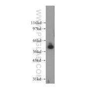 PPIL2 Rabbit Polyclonal Antibody (12590-2-AP)