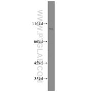 RIN3 Rabbit Polyclonal Antibody (12709-1-AP)