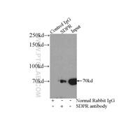 SDPR Rabbit Polyclonal Antibody (12339-1-AP)