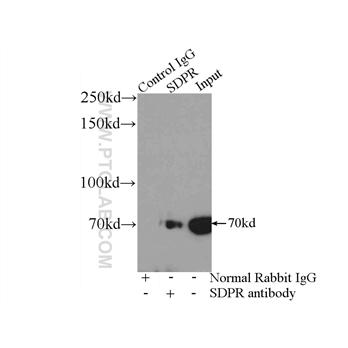 SDPR Rabbit Polyclonal Antibody (12339-1-AP)