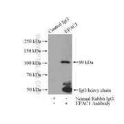 RAPGEF3 Rabbit Polyclonal Antibody (12572-1-AP)