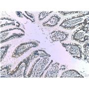 KCNJ13 Rabbit Polyclonal Antibody (12657-1-AP)