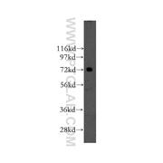 NXF2 Rabbit Polyclonal Antibody (12185-1-AP)