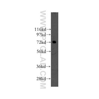 NXF2 Rabbit Polyclonal Antibody (12185-1-AP)