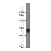 GOPC Rabbit Polyclonal Antibody (12163-1-AP)