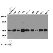 CREB1 Rabbit Polyclonal Antibody (12208-1-AP)