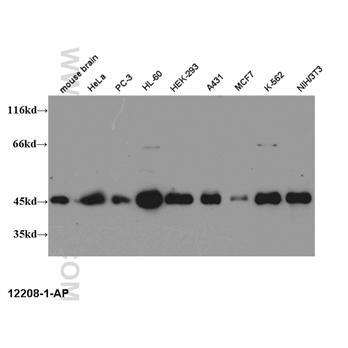 CREB1 Rabbit Polyclonal Antibody (12208-1-AP)