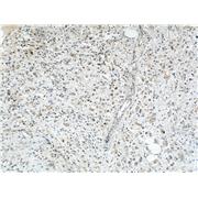 SYTL2 Rabbit Polyclonal Antibody (12359-1-AP)
