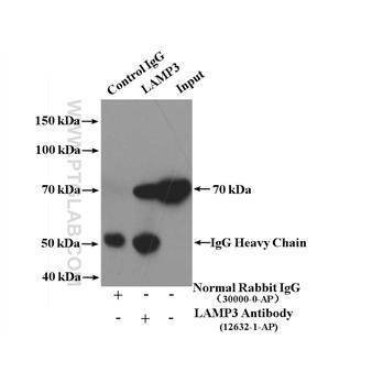 LAMP3 Rabbit Polyclonal Antibody (12632-1-AP)