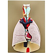 Advanced Heart & Lungs Model, 7 Parts