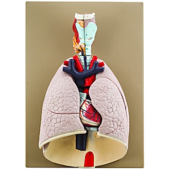 Advanced Heart & Lungs Model, 7 Parts