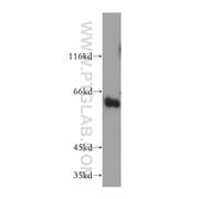 SYT3 Rabbit Polyclonal Antibody (12726-1-AP)