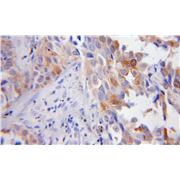 FBLN5 Rabbit Polyclonal Antibody (12188-1-AP)
