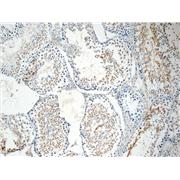 ROPN1L Rabbit Polyclonal Antibody (12565-1-AP)