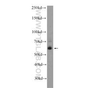 KCNV1 Rabbit Polyclonal Antibody (12684-1-AP)