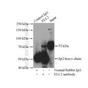 ELL2 Rabbit Polyclonal Antibody (12727-1-AP)