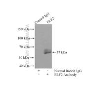 ELF2 Rabbit Polyclonal Antibody (12499-1-AP)