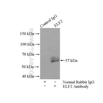 ELF2 Rabbit Polyclonal Antibody (12499-1-AP)