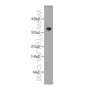 PLSCR4 Rabbit Polyclonal Antibody (12630-1-AP)