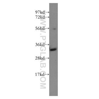 GNPDA1 Rabbit Polyclonal Antibody (12312-1-AP)