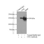 CFH Rabbit Polyclonal Antibody (12748-1-AP)