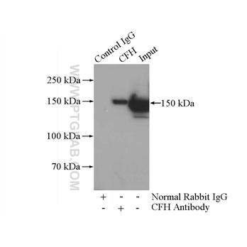 CFH Rabbit Polyclonal Antibody (12748-1-AP)