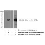 NECAB2 Rabbit Polyclonal Antibody (12257-1-AP)