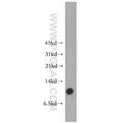 MOBP Rabbit Polyclonal Antibody (12472-1-AP)
