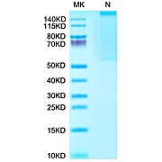 Human HLA-A*02:01&B2M&Survivin (LMLGEFLKL) Tetramer Protein (MHC-HM412T)