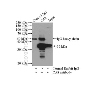 CA8 Rabbit Polyclonal Antibody (12391-1-AP)