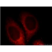 PDE12 Rabbit Polyclonal Antibody (12753-1-AP)
