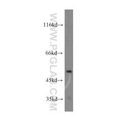 COQ6 Rabbit Polyclonal Antibody (12481-1-AP)