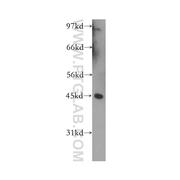 TRAM1 Rabbit Polyclonal Antibody (12705-1-AP)