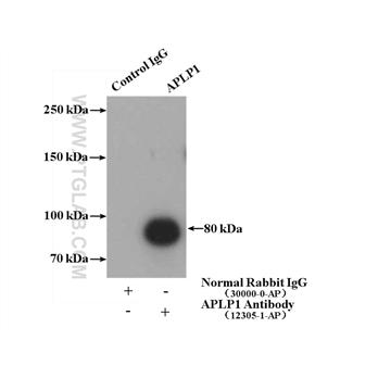 APLP1 Rabbit Polyclonal Antibody (12305-2-AP)