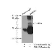 MEOX2 Rabbit Polyclonal Antibody (12449-1-AP)