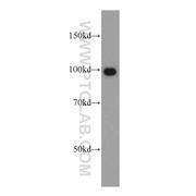PIK3C3 Rabbit Polyclonal Antibody (12452-1-AP)