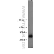 FAM3D Rabbit Polyclonal Antibody (12336-1-AP)